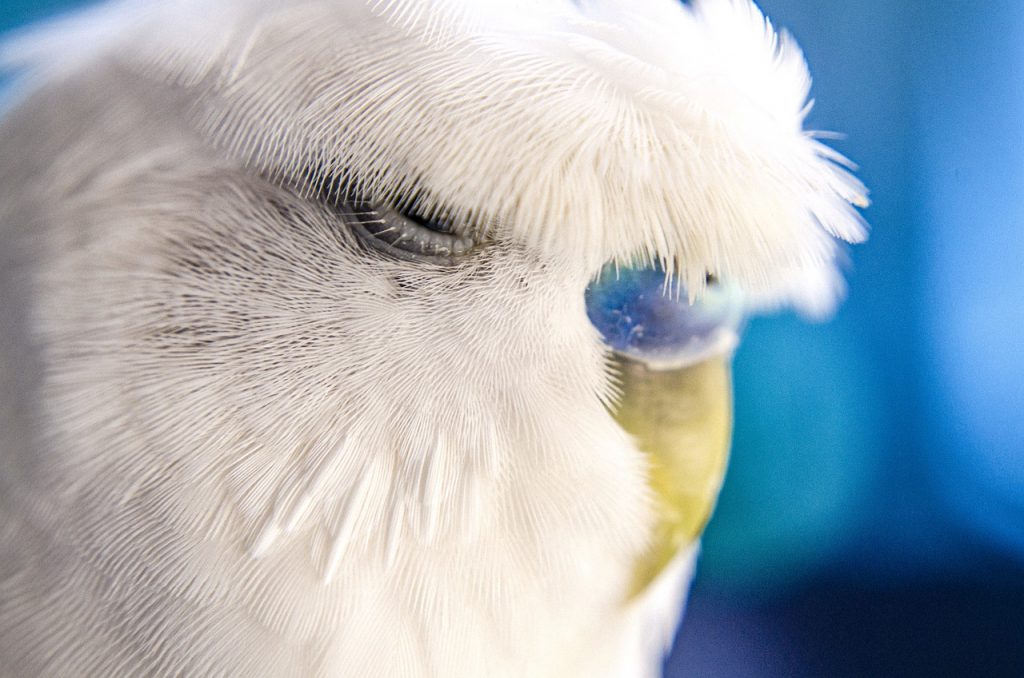 Budgerigar Bird Animal Budgie  - Mustafa_Fahd / Pixabay