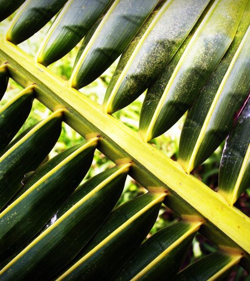 Coconut Leaf Palm Closeup Isolated  - 41330 / Pixabay