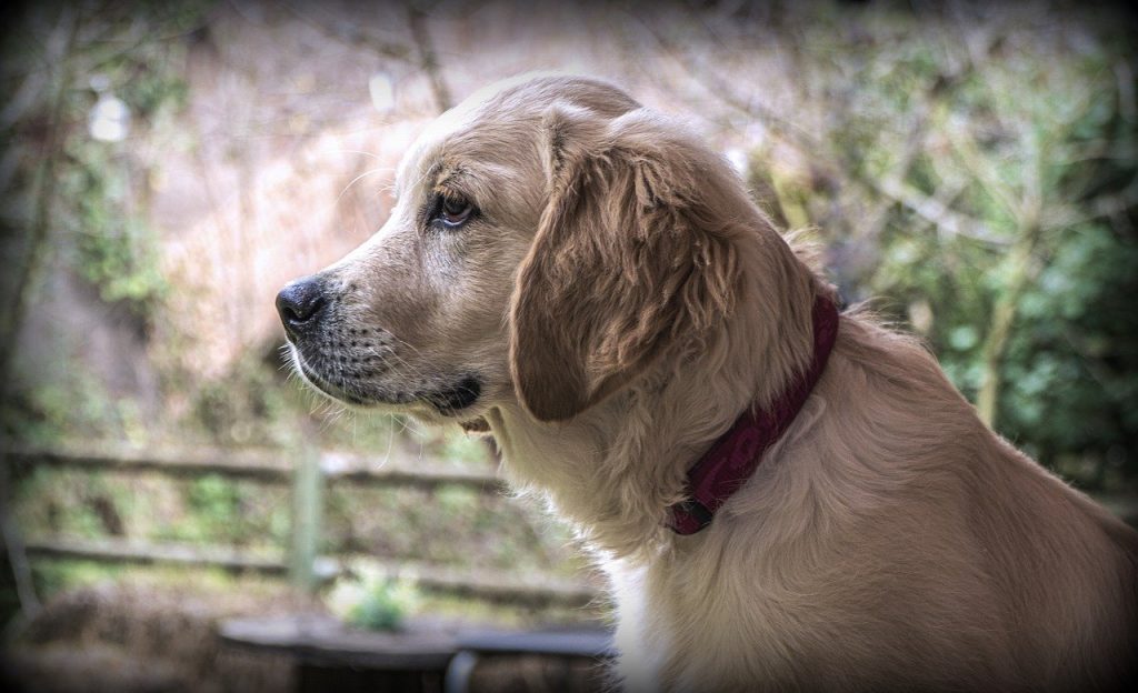 Golden Retriever Dog Pet Canine - JosepMonter / Pixabay