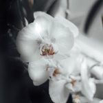 Orchids Flowers White Orchids  - Rafał_Kopeć / Pixabay