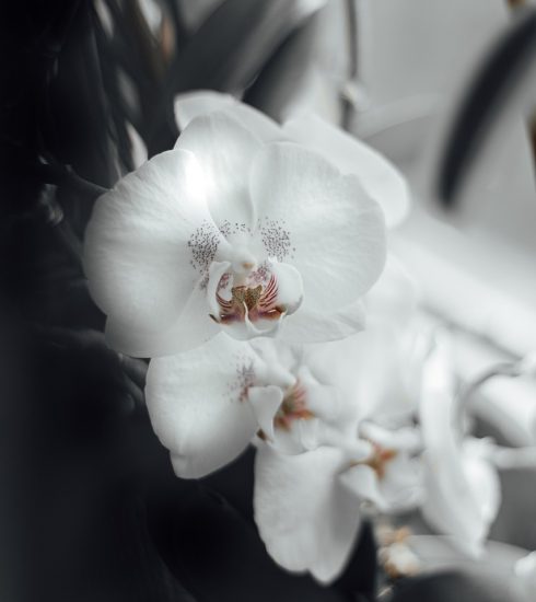 Orchids Flowers White Orchids  - Rafał_Kopeć / Pixabay