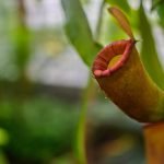 Pitcher Plant Plant Exotic  - PiotrZakrzewski / Pixabay