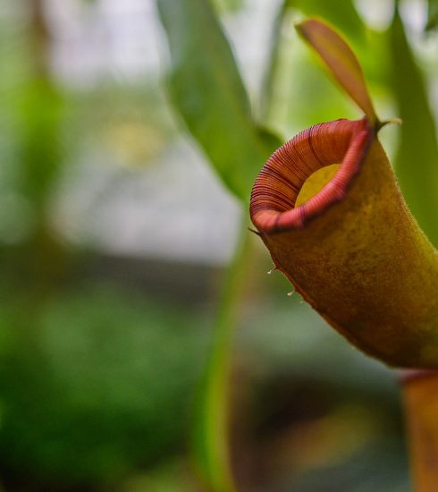 Pitcher Plant Plant Exotic  - PiotrZakrzewski / Pixabay